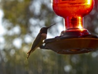 A Perched Hummingbird