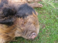 A Sleeping Pig