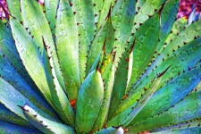 Agave Background