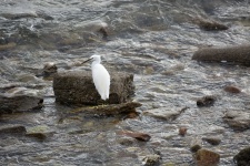 White Egret On A Rock