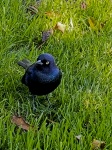 Angry Black Bird