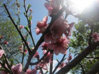 Apricot Flowers Blossoming