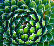 Artistic Cactus Cactus