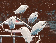 Artistic Snowy Egrets