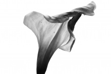 Arum Lily In Black And White