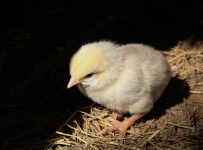 Baby Chick In Straw Close-up