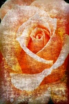 Background Rose Grunge