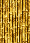 Bamboo Background Gold