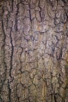 Bark Of Plane Tree