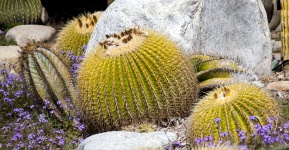 Barrell Cactus