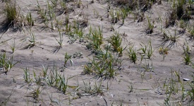 Beach Grass Background