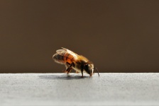 Bee On Board