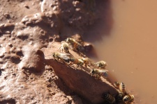 Bees Drinking Water