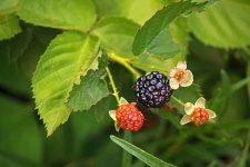 Berries On A Bramble Bush