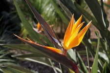 Bird-of-paradise Flower
