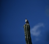 Bird On Cactus
