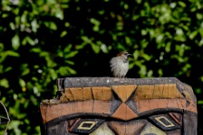 Bird On Totem Pole