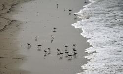Birds On The Shore