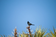 Black Bird On Top Of Cactus