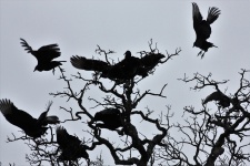 Black Buzzards In Tree Silhouette