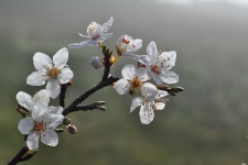 Blossom In The Fog