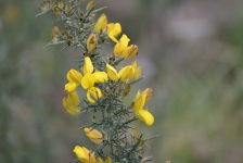 Branch Of Gorse