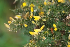 Branch And Flowers Of Broom