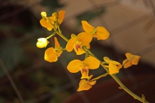 Bright Yellow Orchid Flowering
