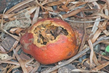 Broken Rotted Pomegranate