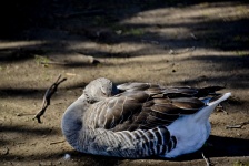 Brown Goose Sleeping
