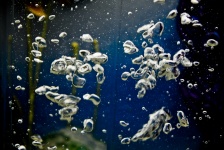Bubbles Ascending In Water
