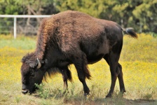 Buffalo Grazing Close-up