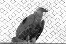 Caged Vulture