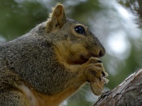 California Gray Squirrel Closeup