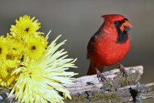 Cardinal And Yellow Mums 2