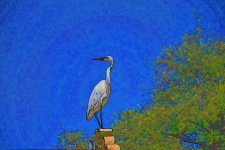 Cartoon White Egret