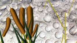 Cattails In Rain