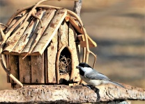 Chickadee And Bird House