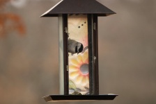 Chickadee Trapped In Bird Feeder