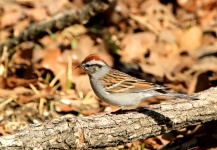 Chipping Sparrow Close-up