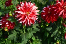 Chrysanthemums 1