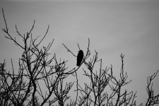 Crow In The Trees