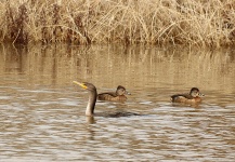 Cormorant And Ducks On Pond