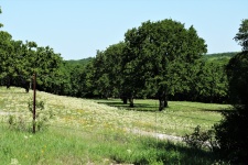 Country Field In Spring