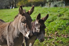 Couple Of Young Donkeys
