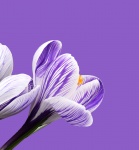 Crocus Flower Purple