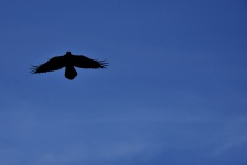 Crow Overhead