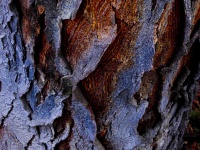 Curled Bark Background