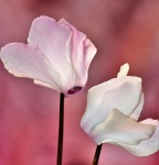 Cyclamen Blooms Close-up