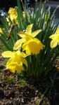 Daffodils In Sunlight 2